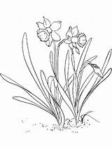 Narcissus coloring Pages To Download And Print For Free sketch template