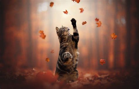 Autumn Cat Desktop Wallpapers - Top Free Autumn Cat Desktop Backgrounds ...