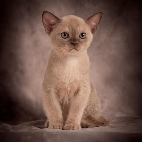 Discover the 10 Beautiful Burmese Cat Colors | Royal Esprit Burmese Cattery