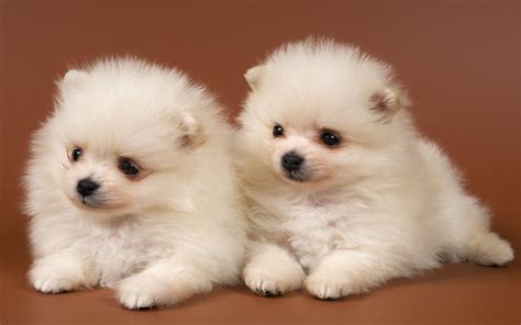 Cute Dogs Puppies Wallpapers Hd New Tab at Octavio Jefferson blog