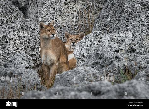 Puma in Torres del Paine Stock Photo - Alamy