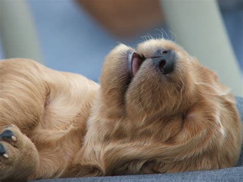 sleeping puppy! 2 Free Photo Download | FreeImages