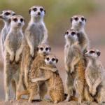 Meerkat Meme Generator - Imgflip