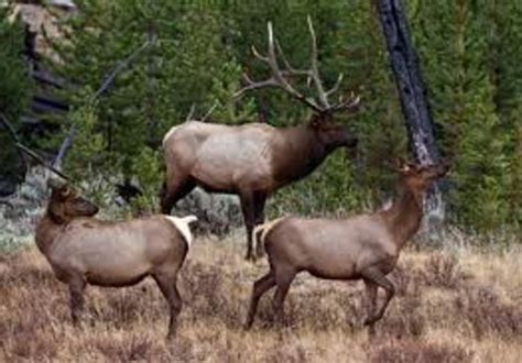 give deer or elk hunting tips in Colorado units 54,