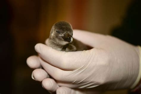 Baby Penguin Marks 1000th To Hatch At Maryland Zoo | Baltimore, MD Patch