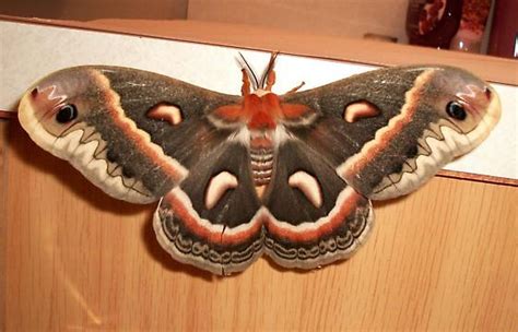 Cecropia Moth. - Hyalophora cecropia - BugGuide.Net