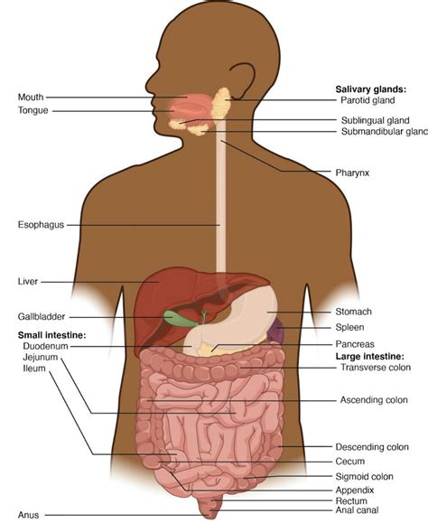 Introduction to Gastrointestinal System – Introduction to Health ...