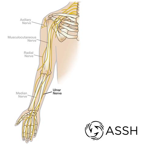 Body Anatomy: Upper Extremity Nerves | The Hand Society