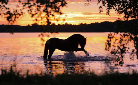 Black Horse Bathing in Sunset River by Ekaterina Druz | Beautiful horses photography, Horse ...