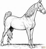 Horse Coloring Pages  Pinterest American sketch template