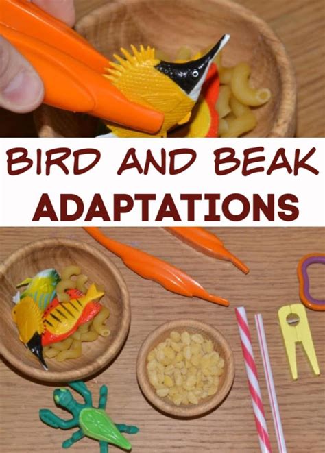 Birds, Beaks and Adaptations | Preschool science activities, Science activities for kids ...