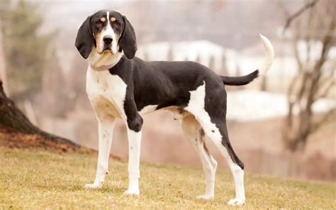 Coonhound Dog