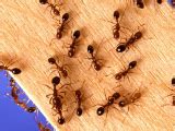 RedFireAnts_home.png | Agriculture and Food