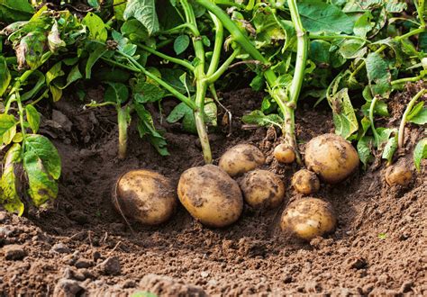 Growing Potatoes - Everything You Need to Know for Planting and Caring ...