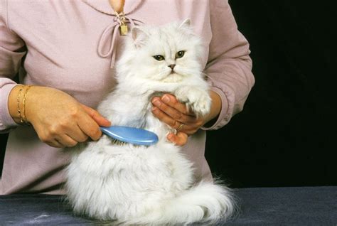 Persian Cat Grooming: The Complete Guide | Cat Mania