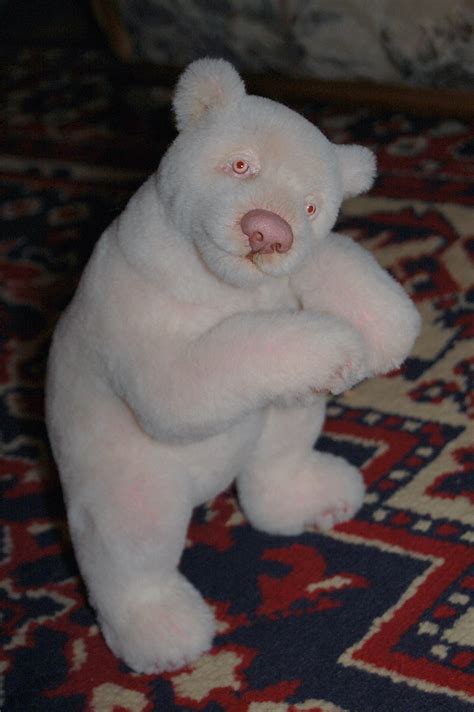 Vero Bears: Albino polar bear cub “Elvin”