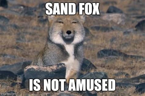 imgur.com | Tibetan fox, Fox, Weird animals