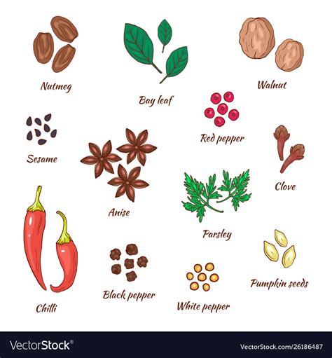 Spices hand drawing set Royalty Free Vector Image