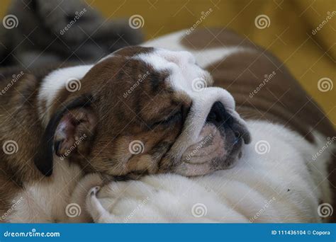 Sleeping Puppy of English Bulldog Stock Photo - Image of closeup, doggy: 111436104