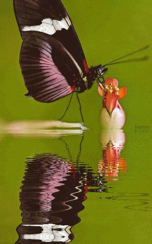 Animated Insects, Butterflies, Animated Butterflies, Animated Gif, Reflection, Water Reflections ...