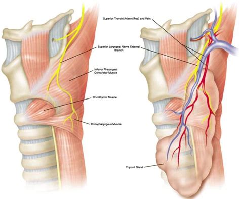 Pin on Neurophysiology (IONM)