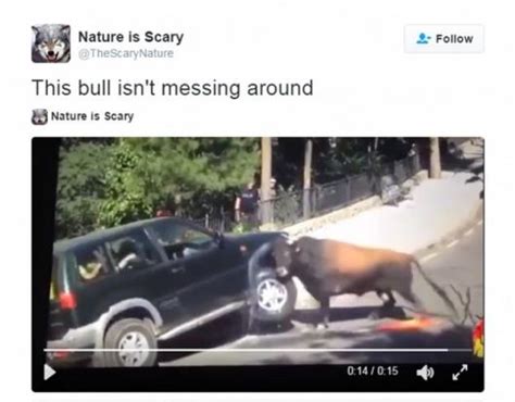 Terrifying video shows bull attacking car non-stop in the middle of the road