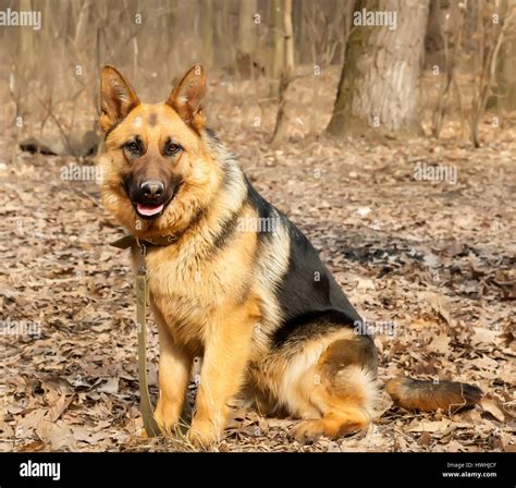 German shepherd dog sitting training Stock Photo - Alamy