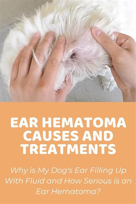 Dog Ear Hematoma Causes and Treatments - Doodle Doods