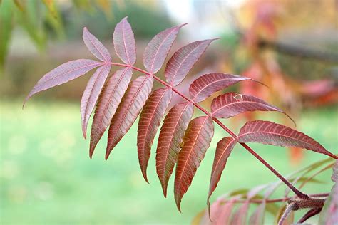 Poison Sumac: Identifying Harmless vs. Toxic | Tec Labs