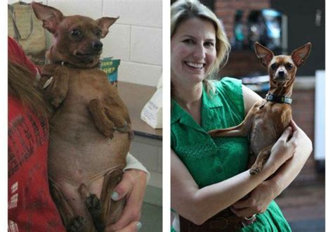 Rescued Pets Before and After the Rescue (23 pics)