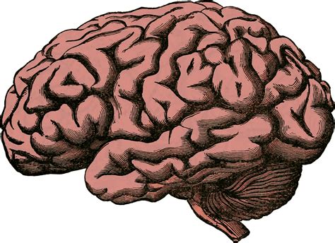 Human Brain Clipart