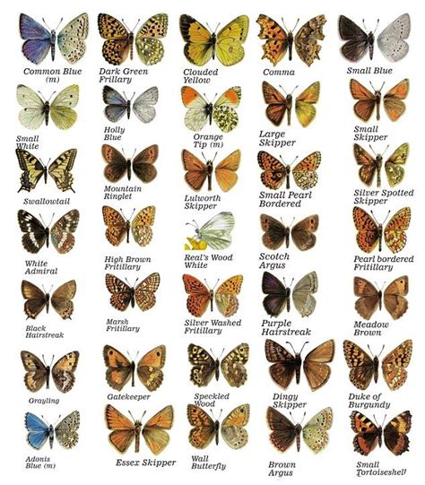 One man's quest to find all 59 British butterflies (and how he made his girlfriend take flight ...