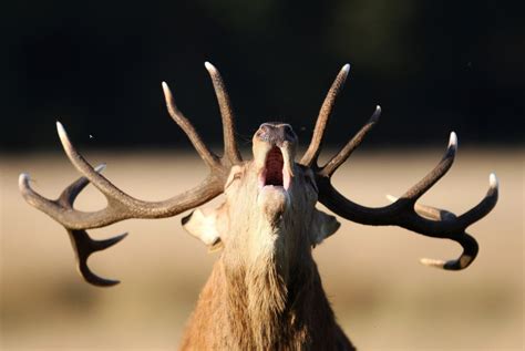 Punnett's Square: Deer Antlers Couldn't Grow So Fast Without These Genes