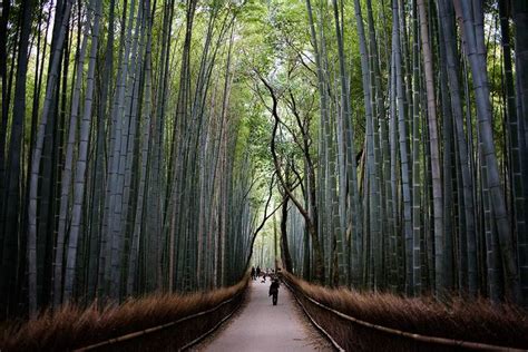 CONHEÇA A FAMOSA FLORESTA DE BAMBUS DE KYOTO NO JAPÃO