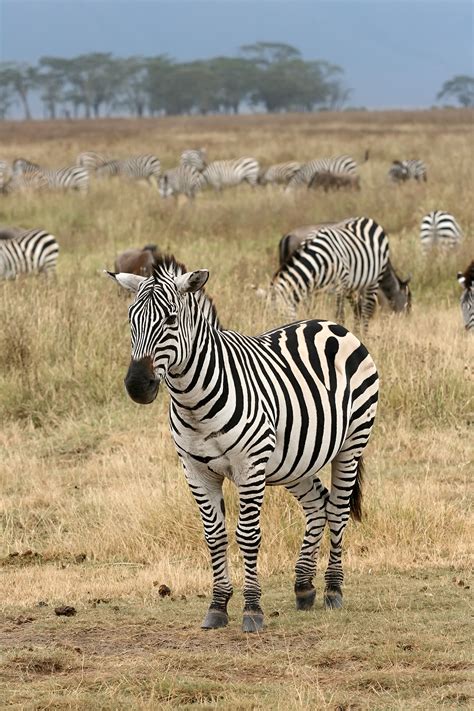 File:Plains Zebra Equus quagga.jpg - Wikipedia