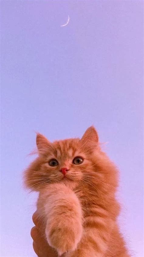 Cat Wallpaper 156 | Pinterest