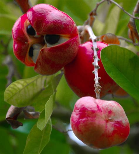 16 frutas exóticas que a grande maioria das pessoas não conhece – Artofit