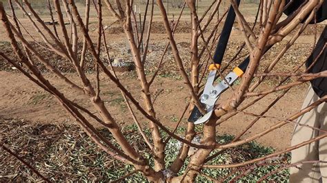 Pruning Young Almond Trees | Desert Farming - YouTube