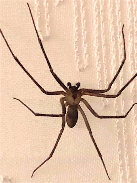 Brown Recluse? : r/whatsthisbug