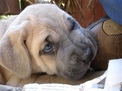 Cub Cane Corso Biting Stock Photo - Download Image Now - 2015, Animal ...