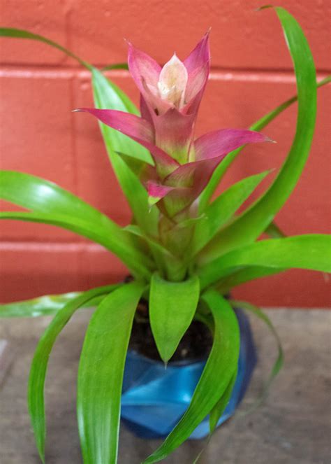 Bromeliad Guzmania – 4″ Pot – All Seasons Garden Centre