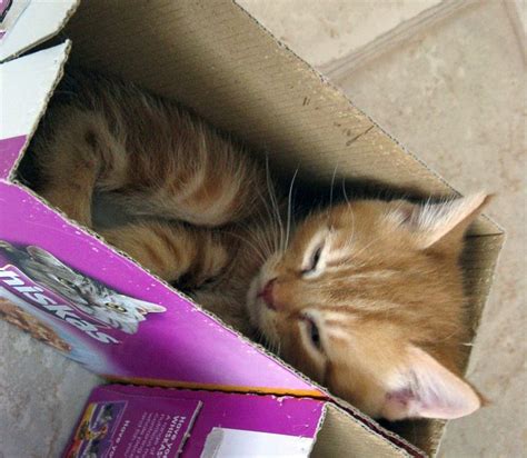 Kittens playing with boxes | Kittens playing, Kittens, Cats