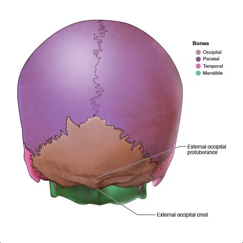 Occipital Ridge