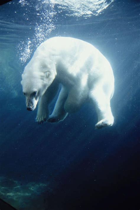 snorl-x: Polar Bear Swimming Underwater | Animals- wild, exotic, oth…