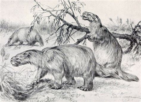 Glossotherium robustum (ground sloth); DISPLAY FULL IMAGE.