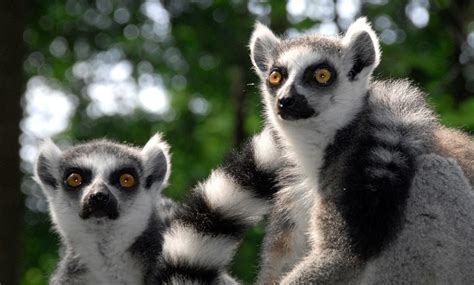 Duke Lemur Center Tours - Duke Lemur Center | Groupon