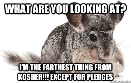 Chinchilla memes | quickmeme