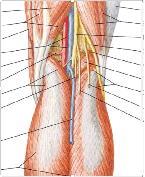 The Popliteal Fossa Complete Anatomy - vrogue.co