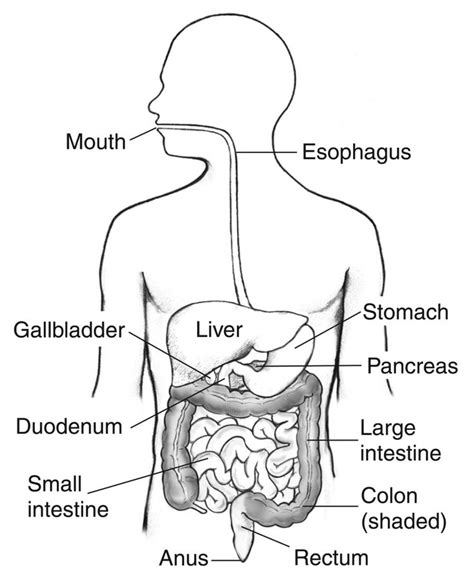 Image result for diagram of the digestive system