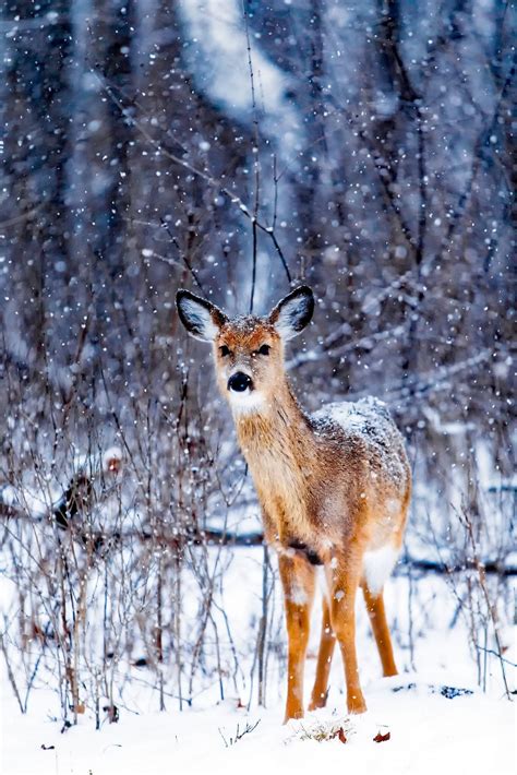 Deer Snow Wallpapers - Wallpaper Cave